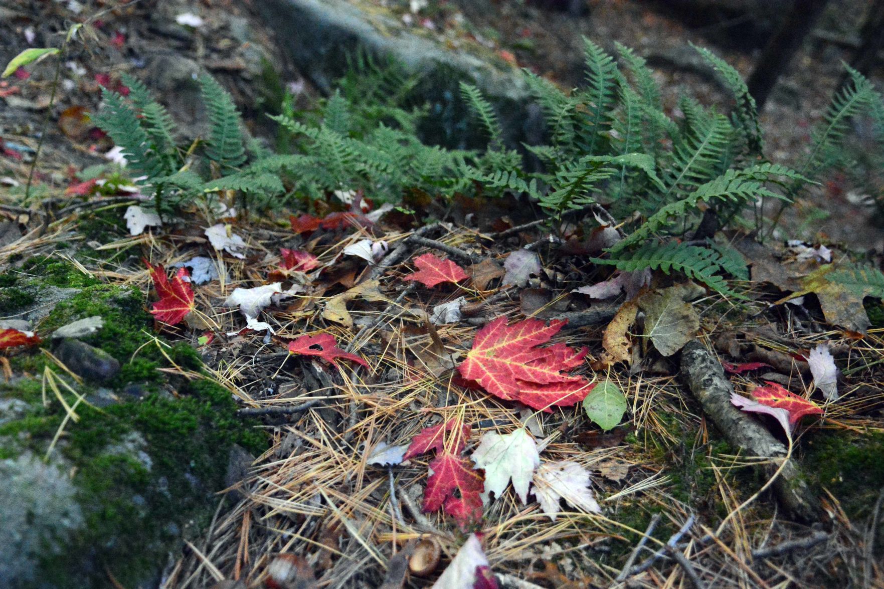 Devil's Lake shows autumn colors, Oct. 18